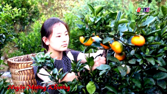 Làm gì để khẳng định thương hiệu quýt Mường Khương?