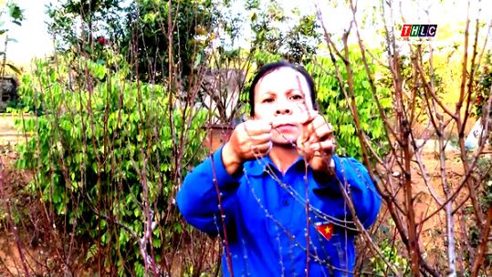 Hối hả vào vụ hoa tết