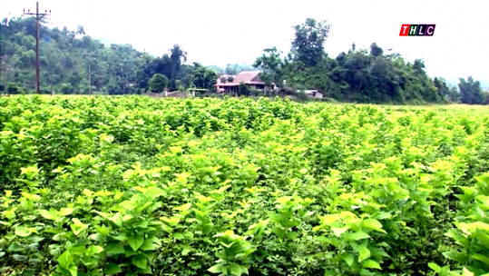 Mùa Xuân bên dòng Nậm Luông