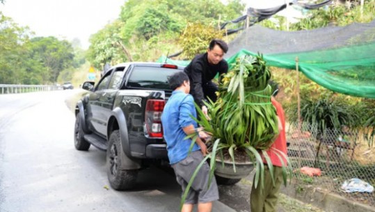 Địa lan Sa Pa “hút” khách chơi Tết