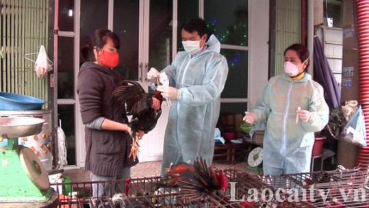 Chủ động phòng, chống cúm A (H5N1) trên gia cầm và ở người