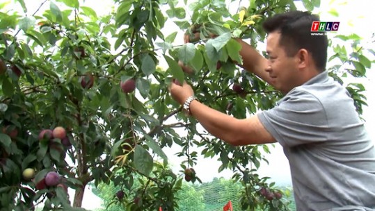 Chuyển đổi cơ cấu cây trồng: Hướng tới phát triển nông nghiệp bền vững