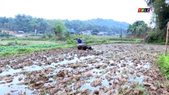 Tranh thủ sản xuất vụ xuân khi thời tiết thuận lợi