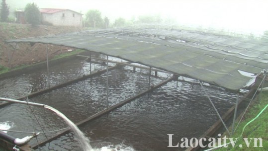 Lào Cai ổn định diện tích, tập trung nâng cao sản lượng thủy sản