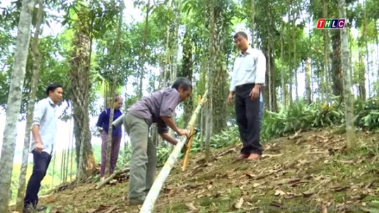 Thêm nhiều cơ hội phát triển nghề rừng