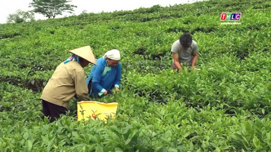 Mường Khương phát triển vùng chè nguyên liệu
