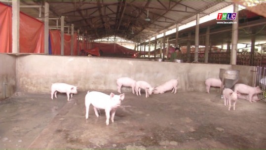 Khó khăn trong việc tái đàn chăn nuôi