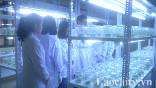 Nỗ lực bảo tồn và phát triển các loại cây dược liệu quý