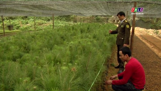 Cần quản lý tốt sản xuất kinh doanh giống lâm nghiệp