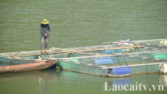 Hiệu quả mô hình nuôi cá tầm trong lồng bè ở Mường Khương