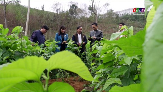 Phát huy hiệu quả nguồn vốn Quỹ hỗ trợ nông dân