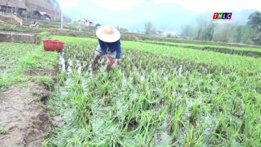 Nông dân Lương Sơn gặp khó trong việc khôi phục diện tích lúa, hoa màu sau mưa đá
