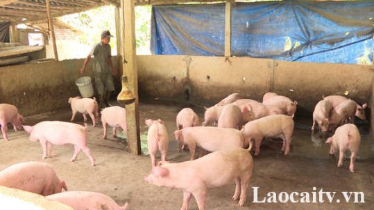 Chăn nuôi theo hướng an toàn sinh học - giải pháp để có đàn lợn sạch bệnh