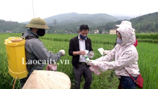 Tăng cường phòng bệnh cho lúa xuân
