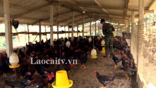 Bảo Thắng phát triển đàn gia cầm ổn định khi dịch Covid-19 chưa được kiểm soát
