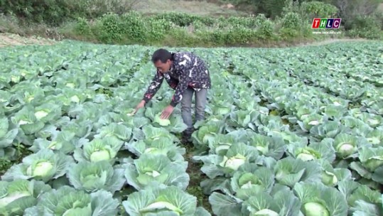 Xây dựng kịch bản tiêu thụ nông sản trong thời điểm dịch Covid-19 chưa được kiểm soát