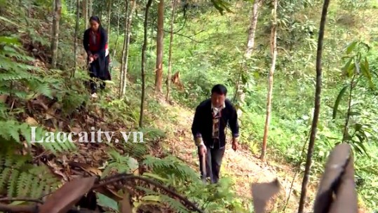 Ngành Kiểm lâm Lào Cai khuyến cáo người dân tạm dừng khai thác cây quế