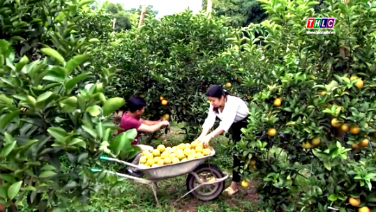 Lào Cai có trên 1.500 ha cây ăn quả có múi