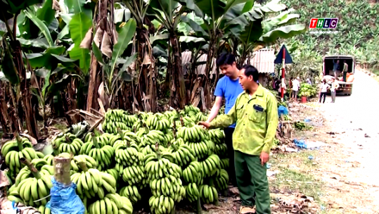 Mường Khương mở rộng vùng sản xuất hàng hóa đối với những cây trồng chủ lực