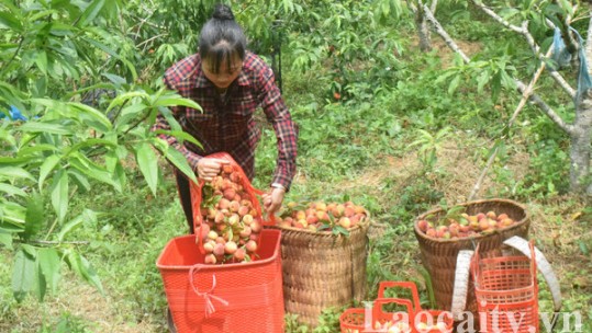 Bắc Hà: Người trồng đào Pháp lao đao trong mùa dịch Covid-19