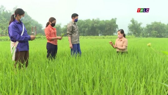 Nhiều diện tích lúa xuân ở huyện Bảo Yên bị nhiễm bệnh đạo ôn