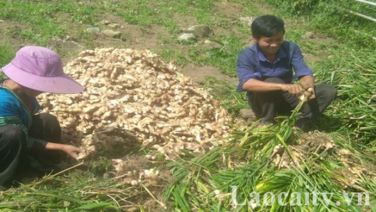 Trồng gừng xuất khẩu - Hướng phát triển bền vững cho người dân Nậm Chày