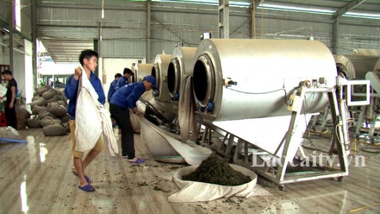 Lào Cai tồn đọng khoảng 60 tấn chè búp khô do ảnh hưởng dịch Covid-19