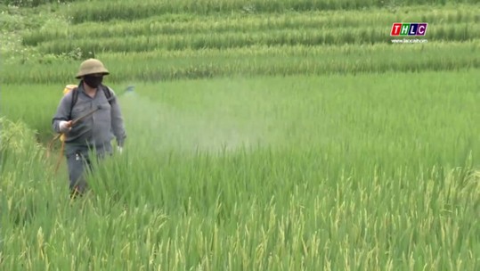 Nông dân tích cực phòng bệnh đạo ôn hại lúa