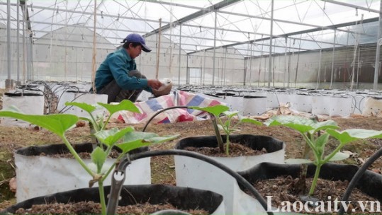 Phấn đấu giá trị thu nhập sản xuất công nghệ cao đạt trên 300 triệu đồng/ha vào năm 2025