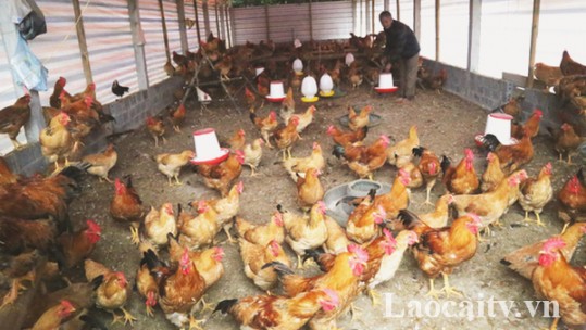 Lào Cai phấn đấu tốc độ tăng trưởng đàn gia cầm đạt 3,39%/năm