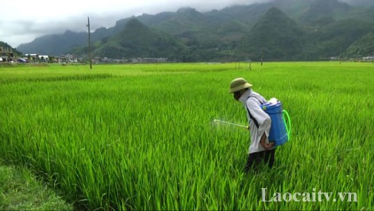 Ngành Nông nghiệp chỉ đạo đẩy mạnh chăm sóc lúa xuân và làm mùa
