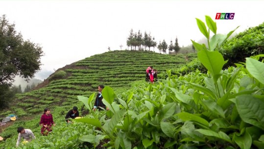 Cơ cấu cây trồng của Lào Cai chuyển dịch đúng hướng