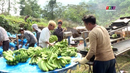 Đẩy mạnh cấp mã số vùng trồng và cơ sở đóng gói hoa quả xuất khẩu