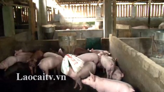 Tăng cường kiểm soát dịch tả lợn châu Phi