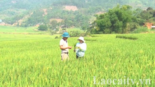 Bát Xát: Hơn 200 ha lúa đặc sản mất trắng do thiên tai