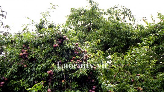 Bắc Hà vào vụ mận tam hoa