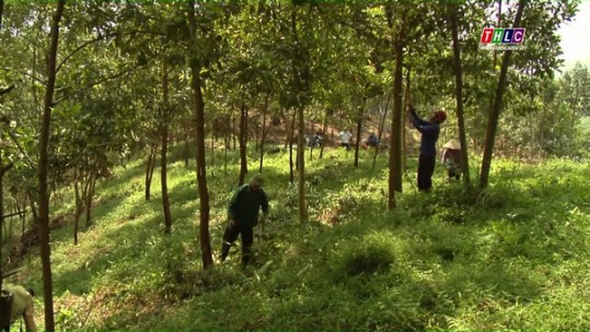 Hiệu quả mô hình lâm nghiệp bền vững tiêu chuẩn quốc tế tại Bảo Yên