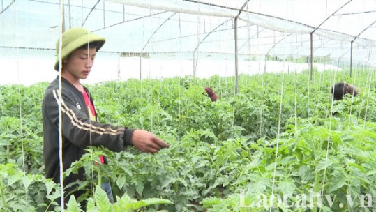 Liên kết tiêu thụ rau ôn đới chính vụ vùng cao