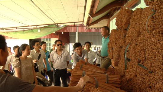Tham quan, học tập mô hình liên kết sản xuất, tiêu thụ quế tại Yên Bái