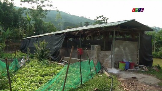 Tăng cường kiểm soát phòng, chống dịch tả lợn châu Phi
