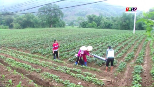 Lào Cai có trên 19.000 ha đất thực hiện liên kết sản xuất