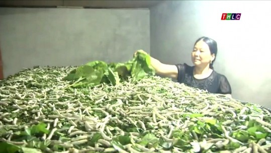Nhân rộng mô hình nuôi tằm trong nhà có điều hòa