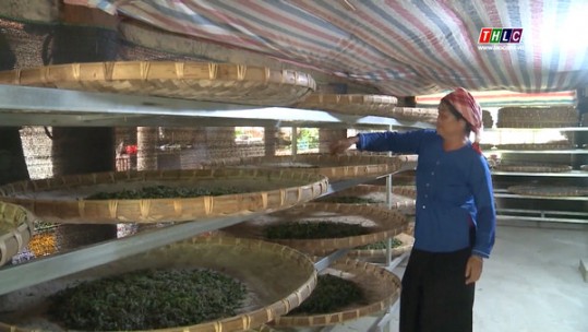 Niềm vui của người trồng dâu, nuôi tằm xã Liêm Phú