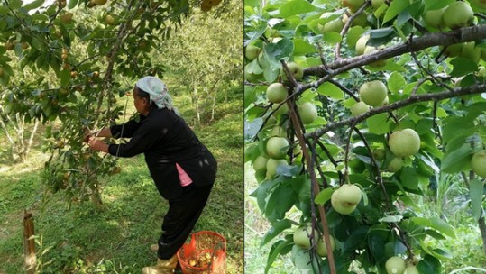 Cao nguyên trắng Bắc Hà vào vụ thu hoạch lê