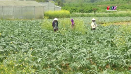Động lực phát triển kinh tế nông thôn Bắc Hà