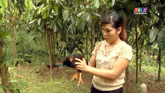 Làm giàu dưới tán cây quế