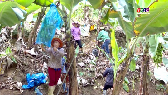 Lào Cai xây dựng thương hiệu quả chuối tiêu hồng theo tiêu chuẩn VietGAP