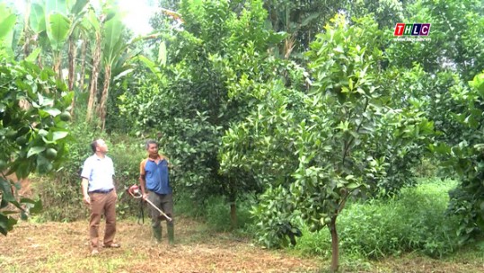 Triển vọng cây cam V2 trên đất Võ Lao