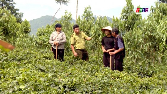 Tích cực chuyển dịch cơ cấu cây trồng theo hướng bền vững