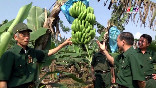 Lào Cai có trên 2.000 hội viên cựu chiến binh làm kinh tế giỏi